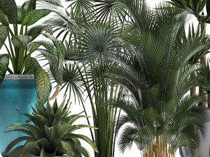 collection of exotic plants Modelo 3D
