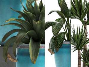 collection of exotic plants Modelo 3D