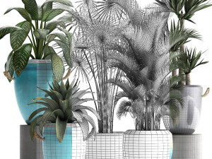 collection of exotic plants Modelo 3D