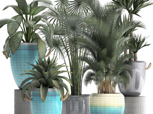 collection of exotic plants Modelo 3D