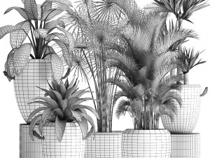 collection of exotic plants Modelo 3D