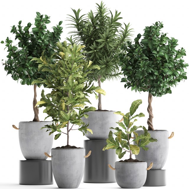 collection of exotic plants trees 437 3D Model .c4d .max .obj .3ds .fbx .stl .blend 