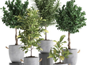 collection of exotic plants trees 437 3D मॉडल