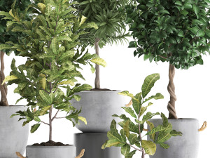 collection of exotic plants trees 437 3D Model