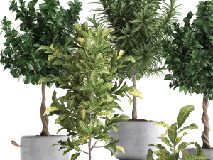 collection of exotic plants trees 437 3D Model