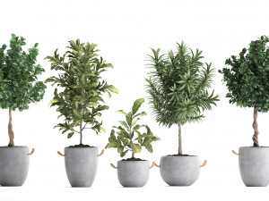 collection of exotic plants trees 437 3D Model