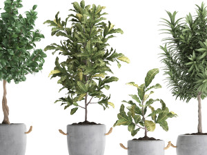 collection of exotic plants trees 437 3D Model