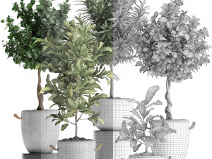 collection of exotic plants trees 437 3D Model