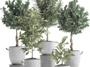 collection of exotic plants trees 437 3D Model