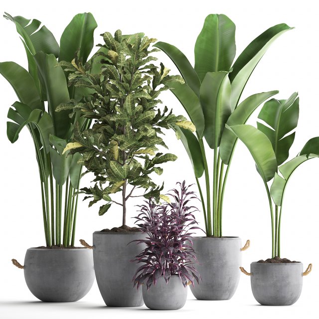 collection of exotic plants 438 3D Model .c4d .max .obj .3ds .fbx .stl .blend 