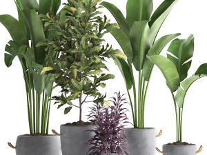 collection of exotic plants 438 3D Модель