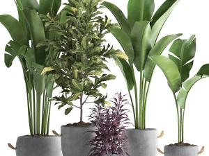 collection de plantes exotiques 438 Modèle 3D