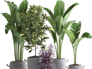 collection of exotic plants 438 3D Model