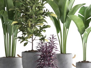 collection of exotic plants 438 3D Model