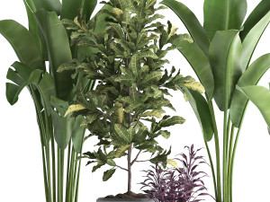 collection of exotic plants 438 3D Model
