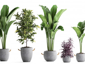 collection of exotic plants 438 3D Model