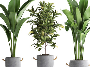 collection of exotic plants 438 3D Model