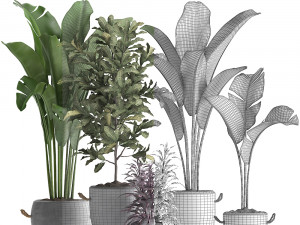 collection of exotic plants 438 3D Model