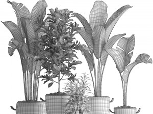 collection of exotic plants 438 3D Model