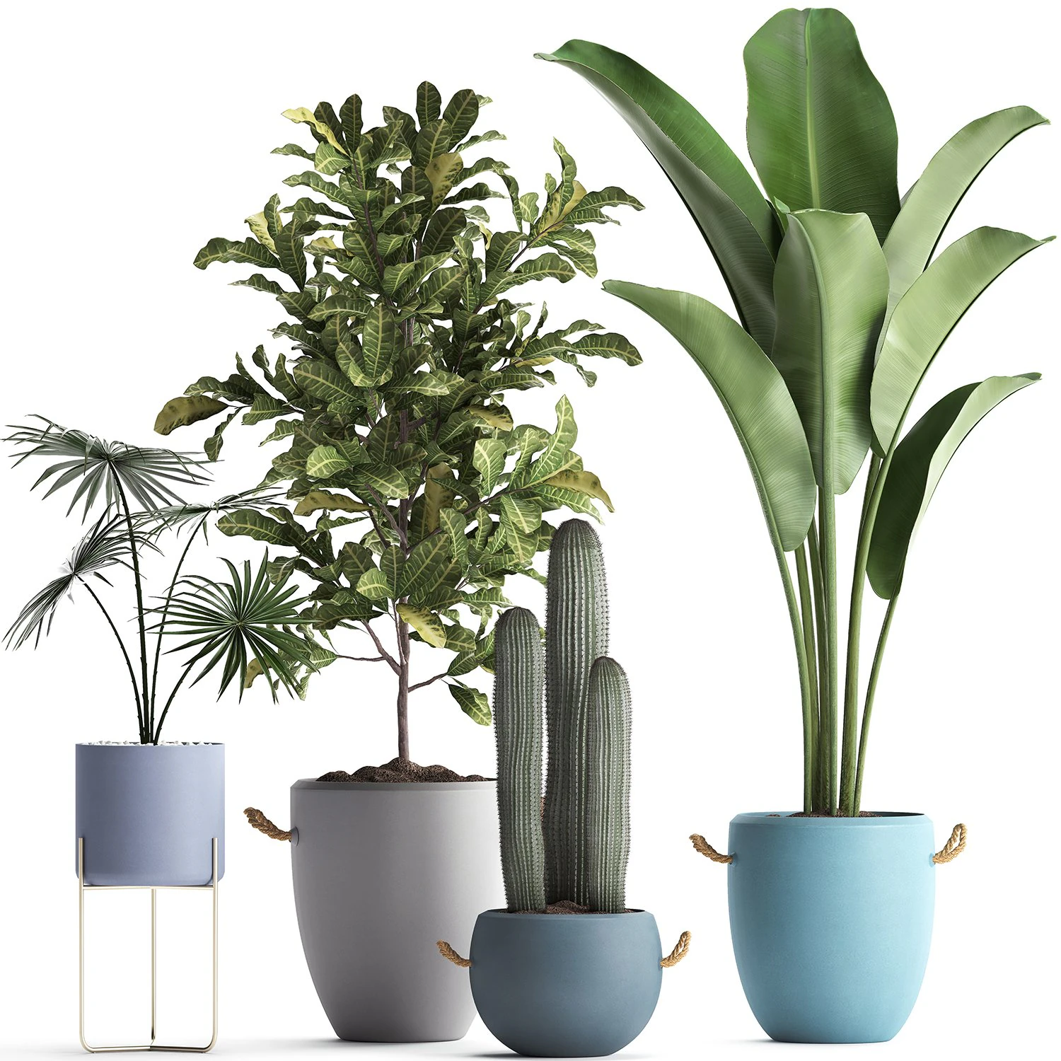 collection of exotic plants 439 3D Model .c4d .max .obj .3ds .fbx .stl .blend 