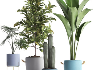 collection of exotic plants 439 3D Model