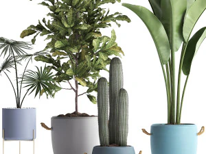 collection of exotic plants 439 3D Model