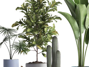collection of exotic plants 439 3D Model