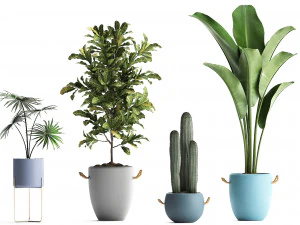 collection of exotic plants 439 3D Model
