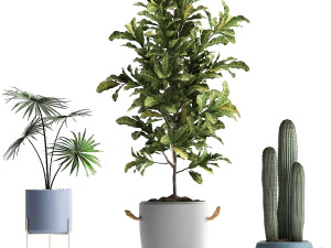 collection of exotic plants 439 3D Model