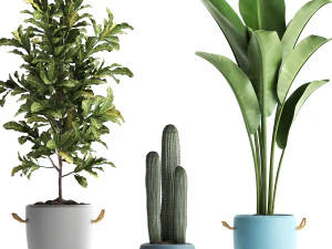 collection of exotic plants 439 3D Model
