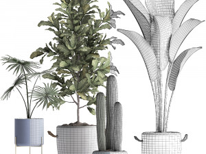 collection of exotic plants 439 Modèle 3D