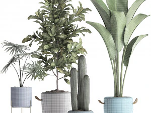 collection of exotic plants 439 3D Model