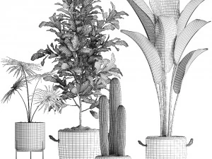 collection of exotic plants 439 3D Model