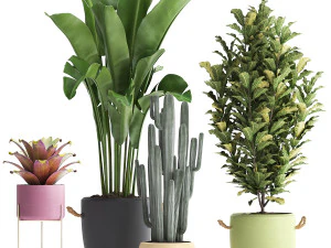 cole&ccedil;&atilde;o de plantas ex&oacute;ticas 440 Modelo 3D