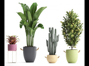 collection of exotic plants 440 Modelo 3D