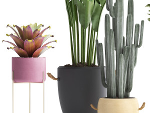 collection of exotic plants 440 Modelo 3D