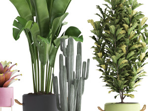 collection of exotic plants 440 Modelo 3D