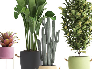 collection of exotic plants 440 Modelo 3D