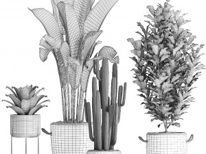 collection of exotic plants 440 Modelo 3D