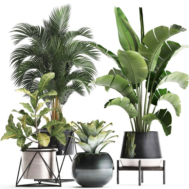 a collection of decorative plants in pots for home 441 Model 3D .c4d .max .obj .3ds .fbx .stl .blend 
