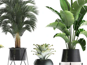 a collection of decorative plants in pots for home 441 3D Model