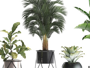 a collection of decorative plants in pots for home 441 Model 3D