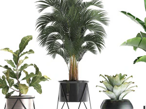a collection of decorative plants in pots for home 441 3D Model