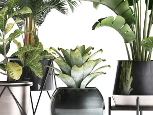 a collection of decorative plants in pots for home 441 3D Model