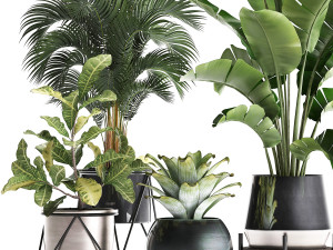 a collection of decorative plants in pots for home 441 Model 3D