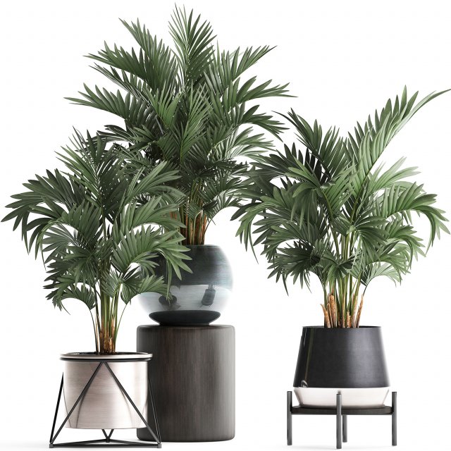 collection of decorative palm trees in pots for home 422 Modèle 3D .c4d .max .obj .3ds .fbx .stl .blend 