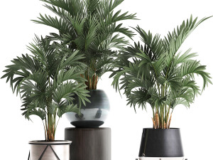 collection of decorative palm trees in pots for home 422 Modèle 3D