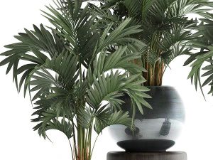 collection of decorative palm trees in pots for home 422 3D Model