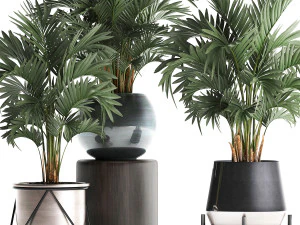 collection of decorative palm trees in pots for home 422 3D Model