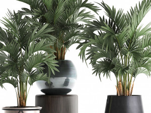 collection of decorative palm trees in pots for home 422 Modèle 3D